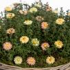 Mini Meadow Daisy