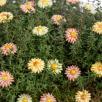 Mini Meadow Daisy