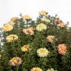 Mini Meadow Daisy