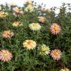 Mini Meadow Daisy