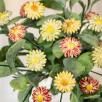 Mini Meadow Daisy