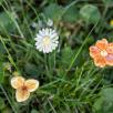 Mini Meadow Daisy
