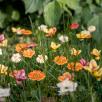 Mini Meadow Daisy