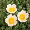 Wild Rose - White