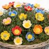 Wild Rose