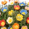 Wild Rose