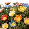 Wild Rose