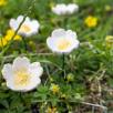 Wild Rose