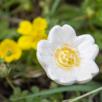 Wild Rose