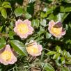 Wild Rose