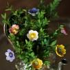 Wild Rose