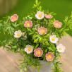 Wild Rose