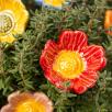 Wild Rose