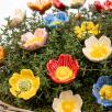 Wild Rose