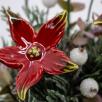 Large Christmas Centerpiece