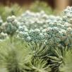 Frost Flower - Turquoise