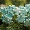 Large Frost Flower - Turquoise