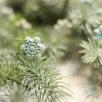 Frost Flower - Turquoise