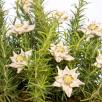 Edelweiss - White