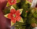 Starflower - Red