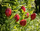 Tulip - Red