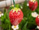 Strawberry - Red