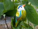 Little Bird - Mixed