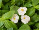 Pansy - White