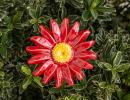 Meadow Daisy - Red