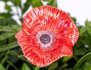 Poppy - Red