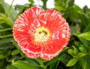 Decor Poppy - Red