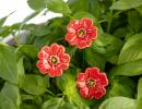 Mini Poppy - Red