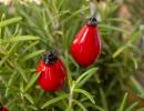 Rosehip - Red