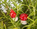 Little Mushroom - Red