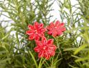 Mini Daisy - Red
