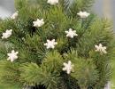 Snowflake - White