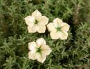 Mini Mirabilis - White