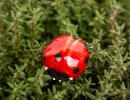 Ladybug - Red