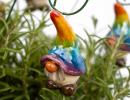 Rainbow Elf - Mixed